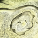 Imagen para el artículo titulado El mundo visto bajo el microscopio parece ciencia-ficción